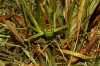 macro-000005