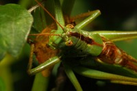 macro-000032