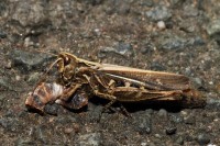 macro-000033