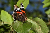 macro-000034