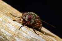 macro-000036