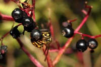 macro-000037