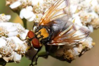 macro-000038