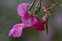 macro-000039