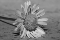 macro-000040