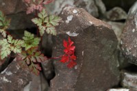 macro-000042