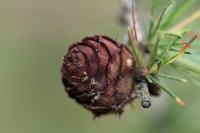 macro-000043