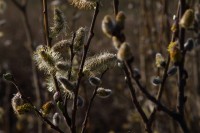 natur1-0000006