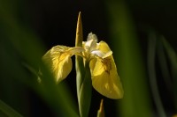 natur1-0000011