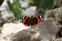 natur1-0000185