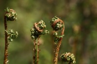 natur1-0000121