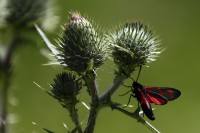 natur1-0000131