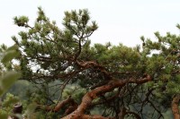 natur1-0000138
