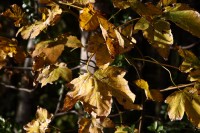 natur1-0000018