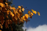natur1-0000019