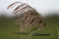natur1-0000036
