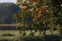 natur1-0000062