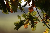 natur1-0000063