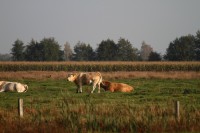 natur1-0000066
