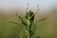 natur1-0000014