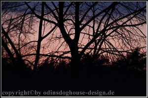 Maik Buchhardt - Odinsdoghouse-Design